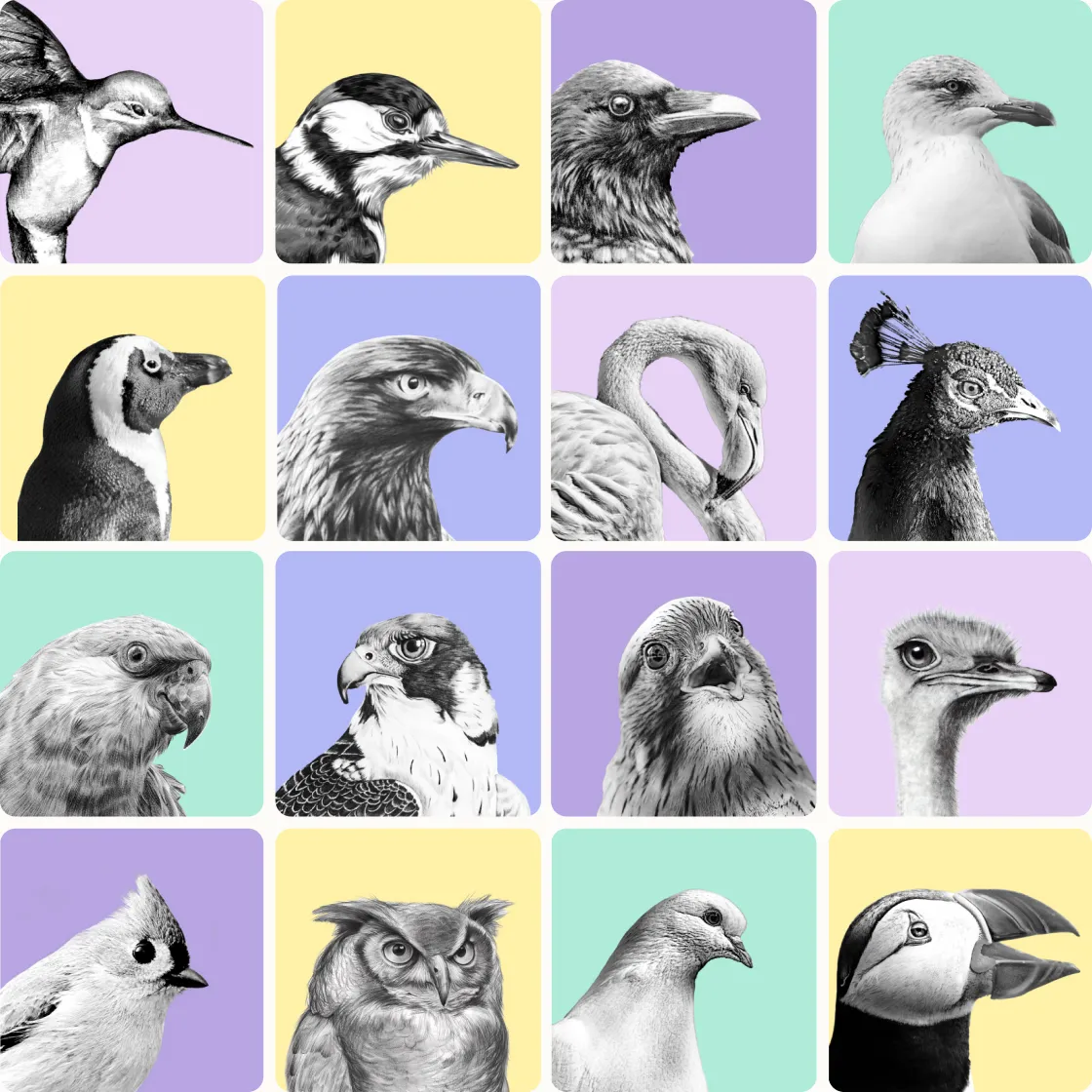 Magpie's team represented by birds